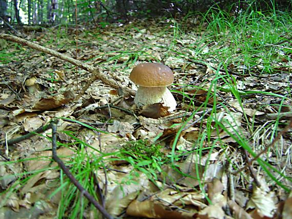 hríb dubový Boletus reticulatus Schaeff.