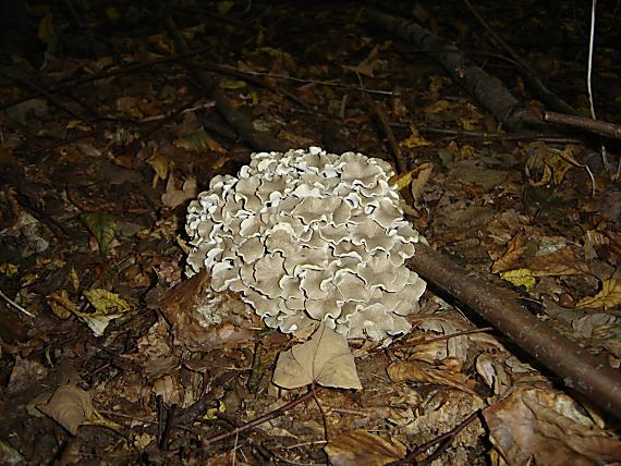 trúdnik klobučkatý Polyporus umbellatus (Pers.) Fr.