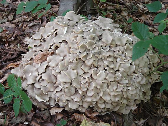 trúdnik klobúčkatý Polyporus umbellatus (Pers.) Fr.