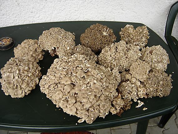 trúdnik klobúčkatý Polyporus umbellatus (Pers.) Fr.