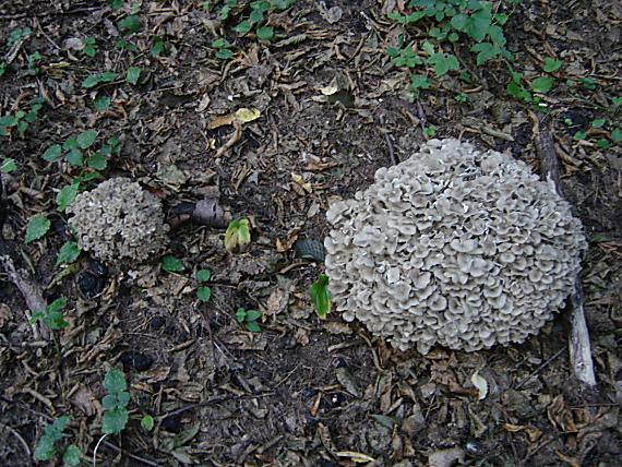 trúdnik klobúčkatý Polyporus umbellatus (Pers.) Fr.