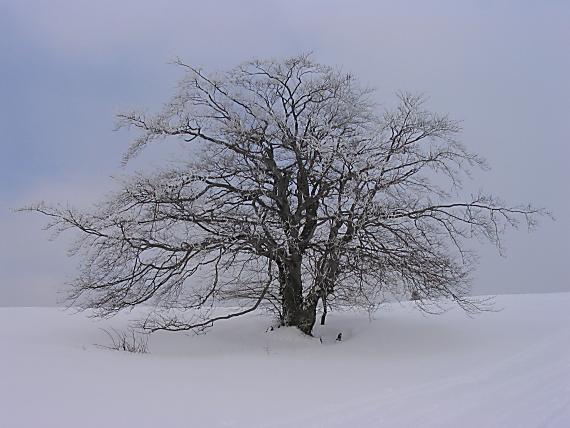 starý buk