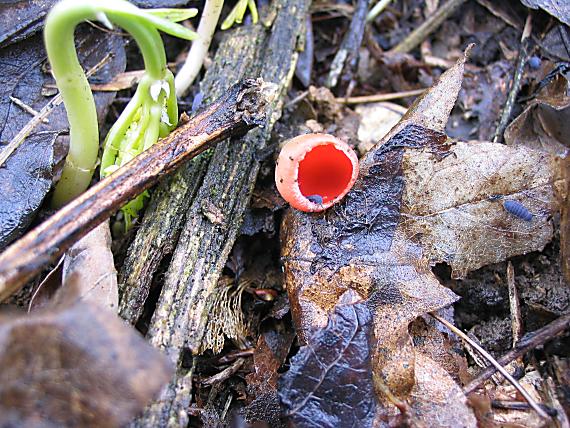 konečne...! Sarcoscypha coccinea (Gray) Boud.