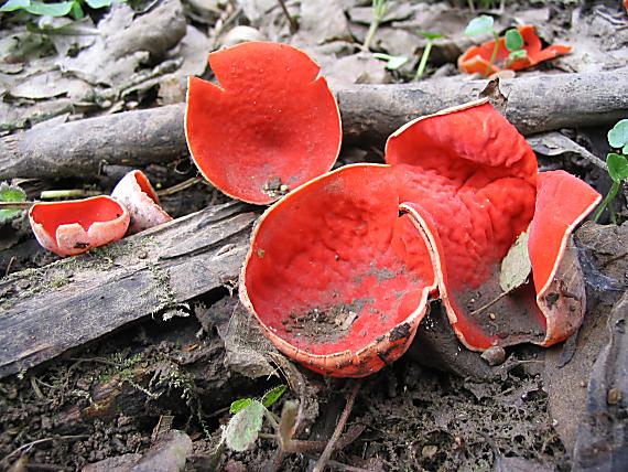 ohnivec šarlátový Sarcoscypha coccinea (Gray) Boud.