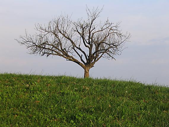 stará jabloň.