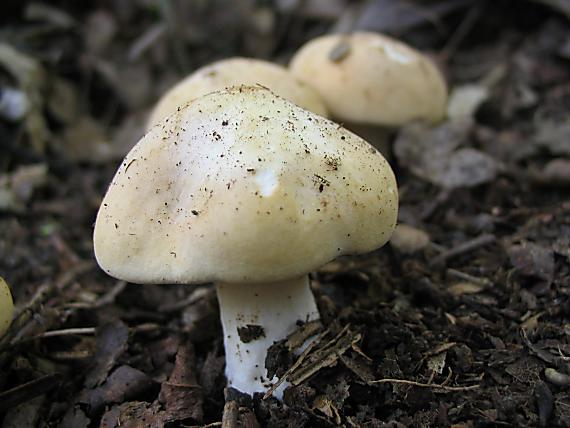 čírovnica májová Calocybe gambosa (Fr.) Donk