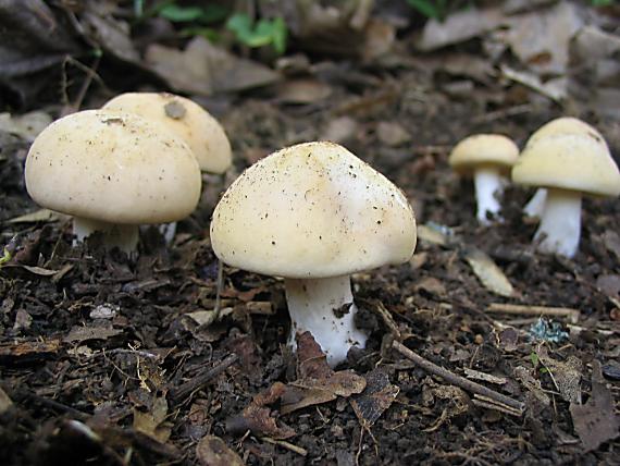 čírovnica májová Calocybe gambosa (Fr.) Donk