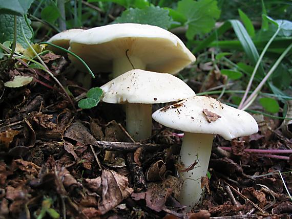 čírovnica májová. Calocybe gambosa (Fr.) Donk