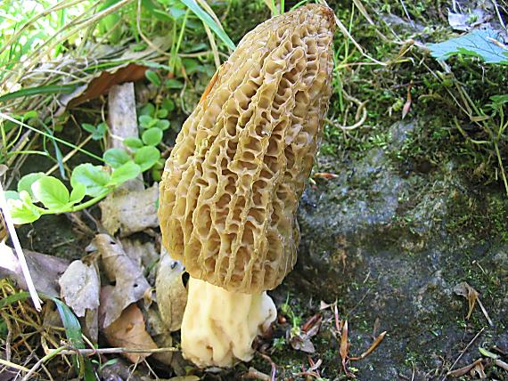smrčok vysoký. Morchella elata Fr.