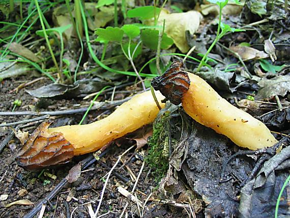 smrčok hybridný Morchella semilibera DC.