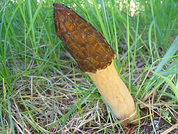 smrčok vysoký. Morchella elata Fr.