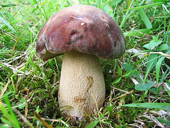 hríb dubový Boletus reticulatus Schaeff.