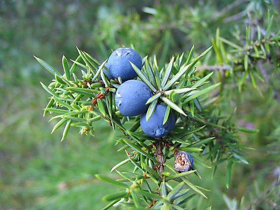 borievka Juniperus communis L.
