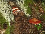 pečeňovec dubový