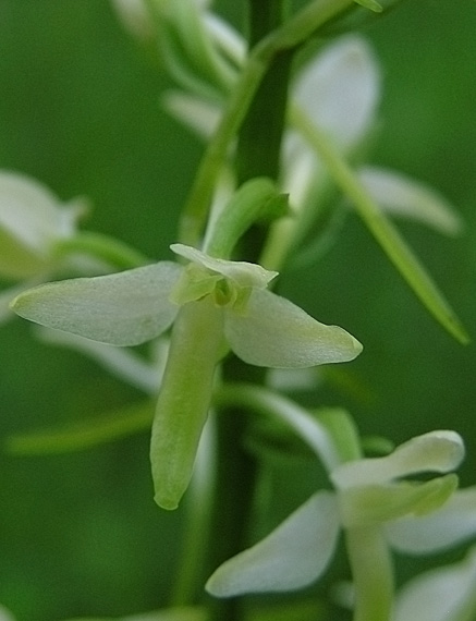 vemeník dvojlistý Platanthera bifolia (L.) Rich.
