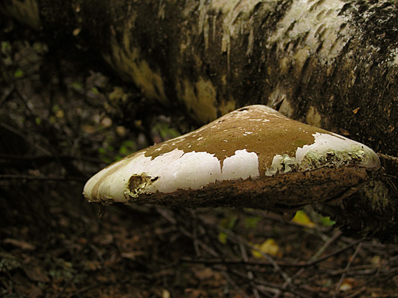 brezovník obyčajný Fomitopsis betulina (Bull.) B.K. Cui, M.L. Han & Y.C. Dai