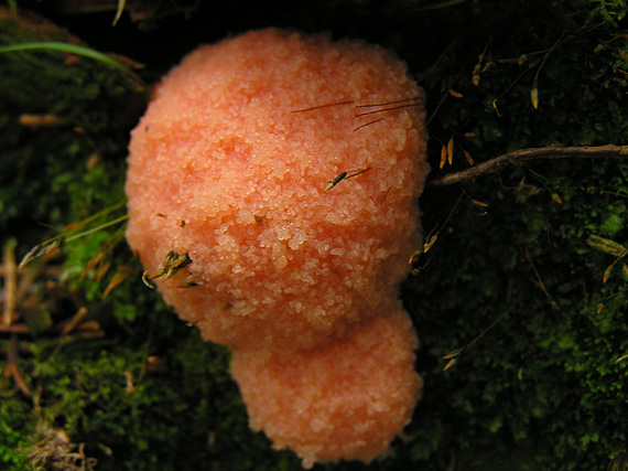 zlepníček jahodovitý Tubifera ferruginosa (Batsch) J.F. Gmel.