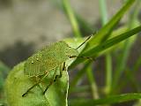 zelený chrobák