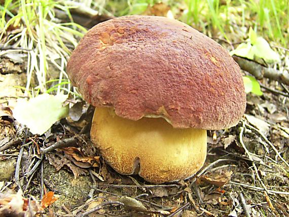 hríb sosnový Boletus pinophilus Pil. et Dermek in Pil.