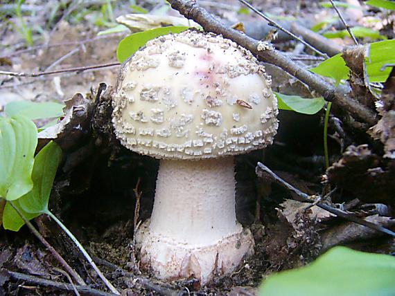 muchotrávka červenkastá Amanita rubescens Pers.