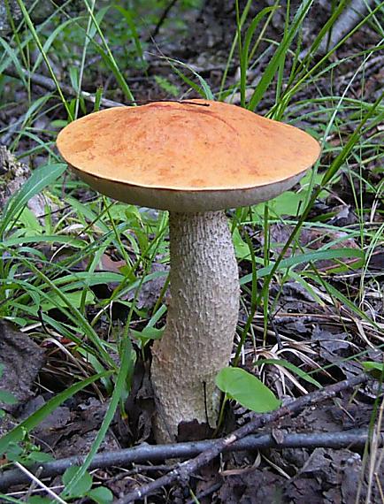 kozák Leccinum sp.