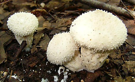 prášnica bradavičnatá Lycoperdon perlatum Pers.
