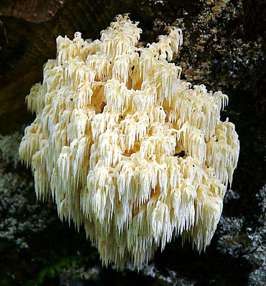 koralovec bukový Hericium coralloides (Scop.) Pers.