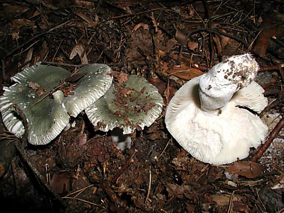 plávka zelenkastá / Holubinka nazelenalá Russula virescens (Schaeff.) Fr.