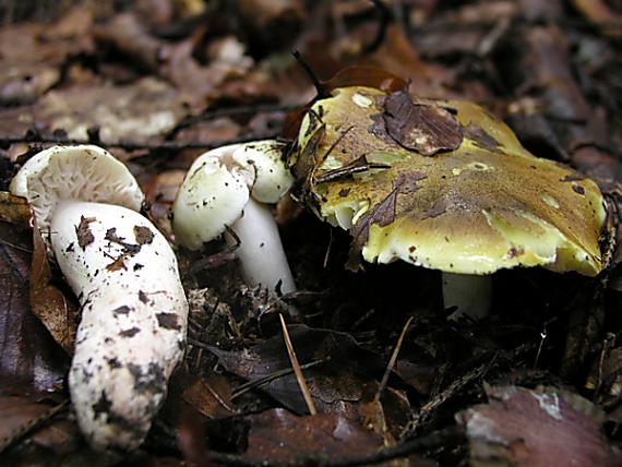 čírovka olivovohnedá Tricholoma viridilutescens M.M. Moser