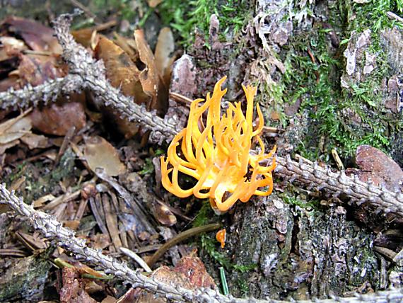 pakonárovka parôžkovitá Clavulinopsis corniculata (Schaeff.) Corner
