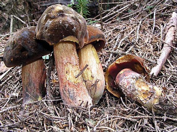 hríb zrnitohlúbikový / Hřib kovář Neoboletus luridiformis (Rostk.) G. Wu & Zhu L. Yang