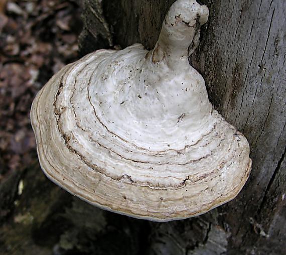 práchnovec kopytovitý Fomes fomentarius (L.) J.J. Kickx