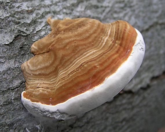 práchnovec kopytovitý Fomes fomentarius (L.) J.J. Kickx