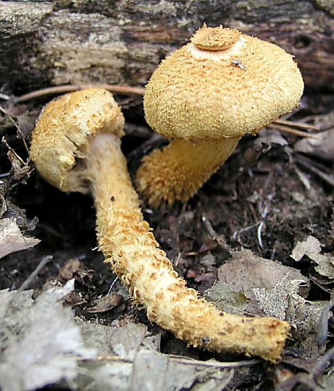 šupinovka šupinatá Pholiota squarrosa (Vahl) P. Kumm.