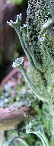 lisajnik Cladonia sp.