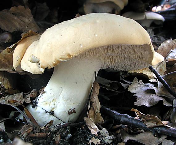 jelenka poprehýbaná Hydnum repandum L.