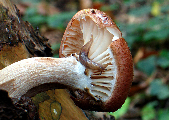 podpňovka smreková Armillaria ostoyae (Romagn.) Herink