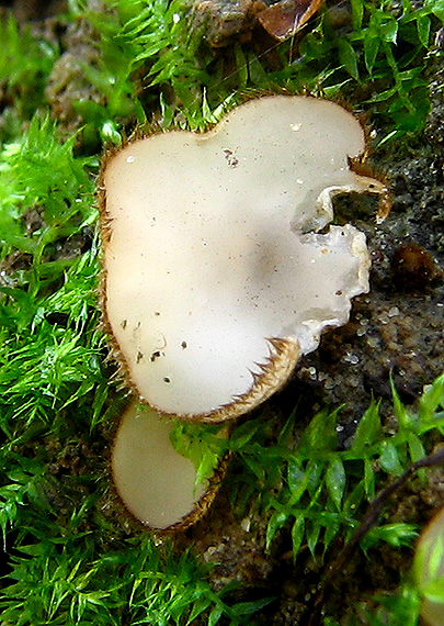 trichoféa Trichophaea sp.
