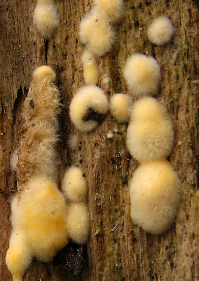 pevník chlpatý Stereum hirsutum (Willd.) Pers.