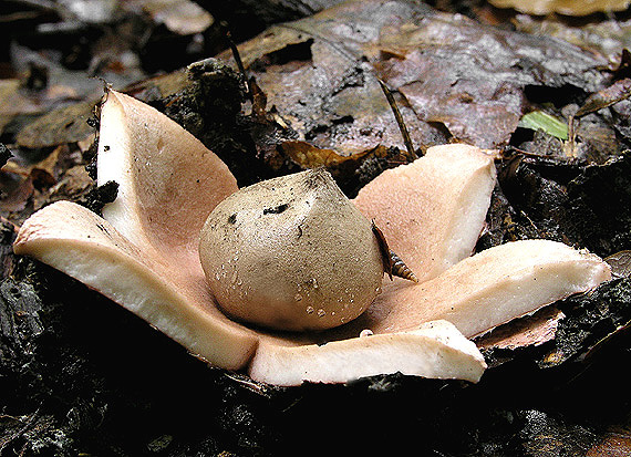 hviezdovka červenkastá Geastrum rufescens Pers.