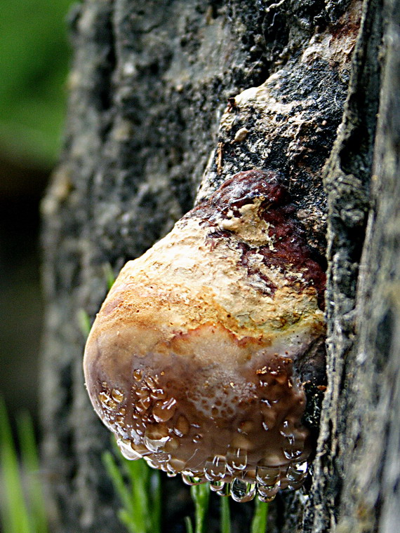 práchnovček pásikavý Fomitopsis pinicola (Sw.) P. Karst.