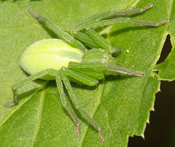 maloočka zelená Micrommata rosea