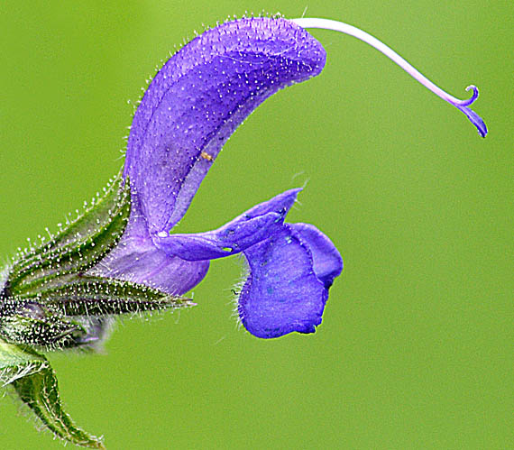 šalvia lúčna Salvia pratensis  L.