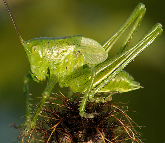 kobylka krátkokrídla Conocephalus dorsalis