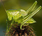 kobylka krátkokrídla