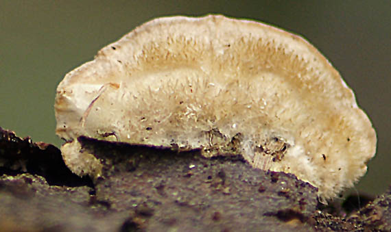 trúdnikovec chlpatý Trametes hirsuta (Wulfen) Lloyd