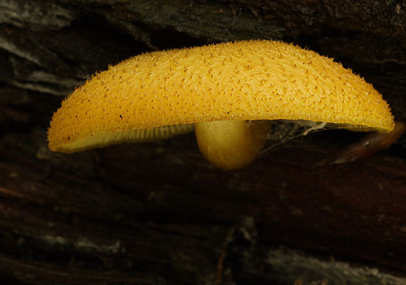 čírovec ozdobný Tricholomopsis decora (Fr.) Singer