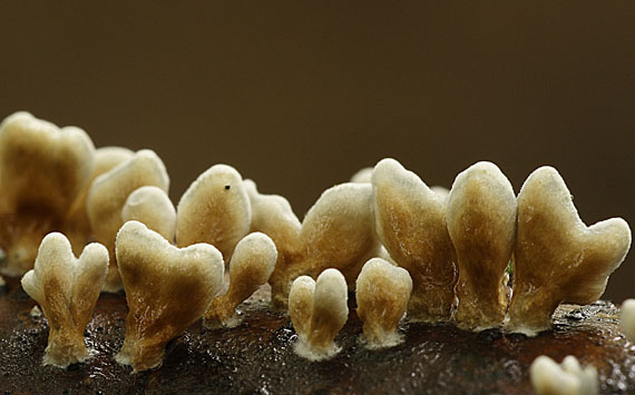 mäkkúšik kučeravý / Měkkouš kadeřavý Plicaturopsis crispa (Pers.) D.A. Reid