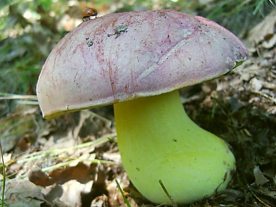 hríb kráľovský Butyriboletus regius (Krombh.) D. Arora & J.L. Frank