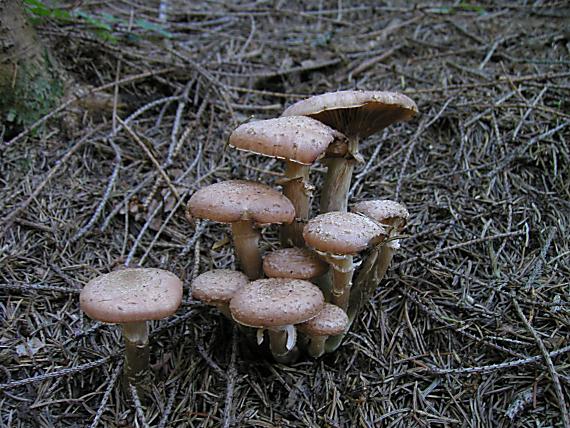 podpňovka Armillaria sp.
